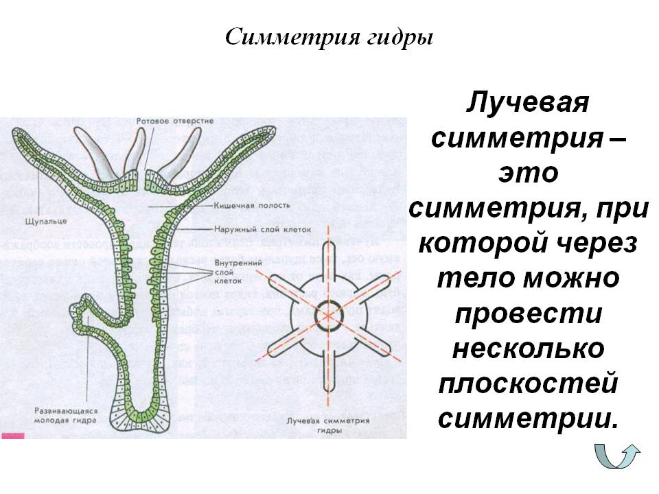 Что с мегой даркнет